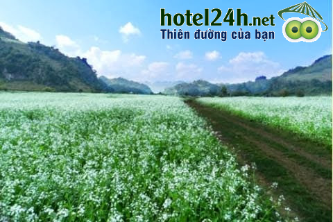 nhung-canh-dong-hoa-tuyet-dep-tai-viet-nam-hotel24h-a14.png