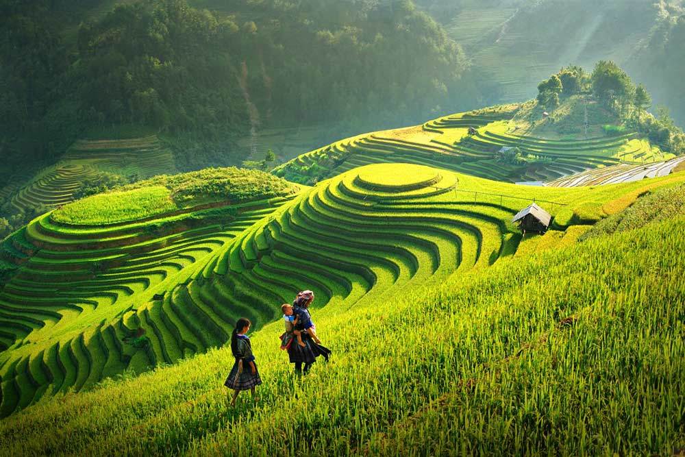 Travelbay_Vietnam_Tours_-_Rice_Fields_Sapa.jpg